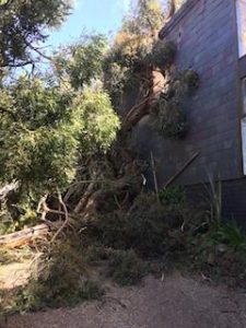 studio damage, huge trees through the walls