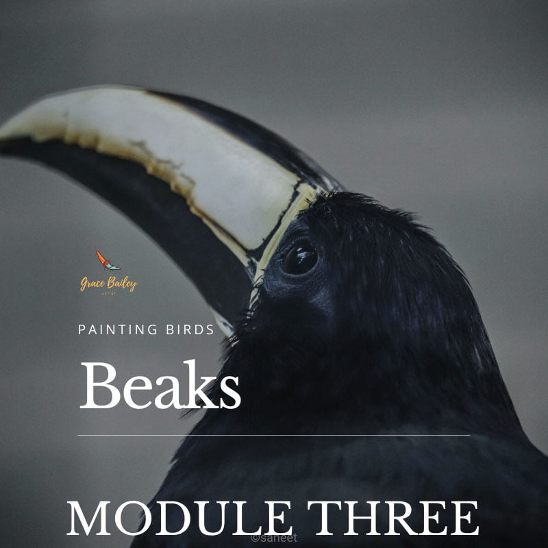 Painting Birds Module 3: Beaks