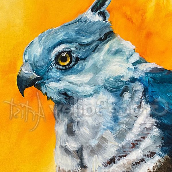 crested-bird crested hawk, bird, crested hawk bird painting