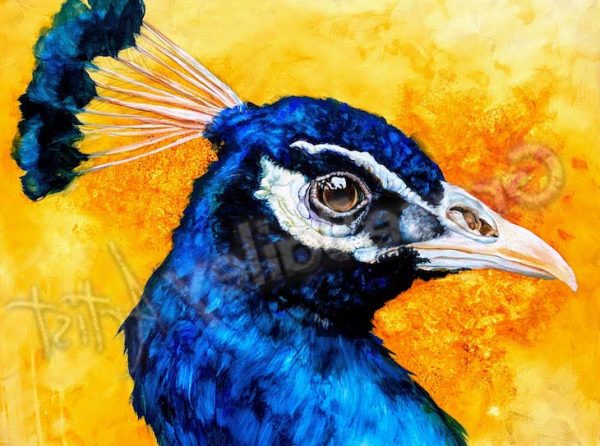 peacock, bird, peacock bird painting
