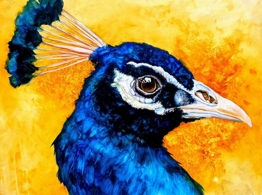 peacock-latest